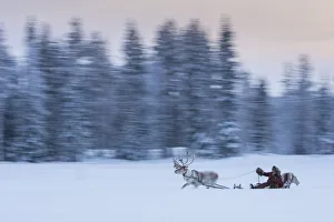 Finnish Gallery: Reindeer (Rangifer tarandus) pulling a sleigh through the snow, Kuusamo, Finland