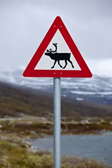 Road Sign Prints: Reindeer road sign on mountain pass, Breiddalen, More og Romsdal, Norway