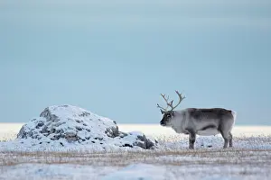 Reindeer Prints: Reindeer in snowy landscape, Spitsbergen, Svalbard, Arctic, Norway