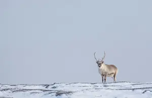 Reindeer Prints: Reindeer in snowy landscape, Spitsbergen, Svalbard, Arctic, Norway