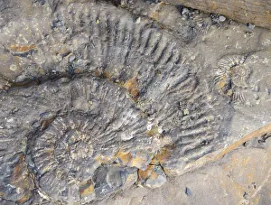 Shell Prints: Remains of the ammonites on the ledges in Kimmeridge Bay, Dorset, UK