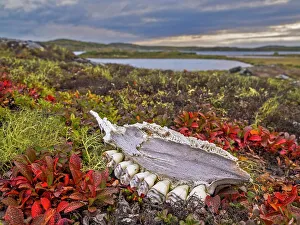 Nunavik Prints: Remnants of a jaw bone from a Caribou on the tundra in Nunavik, Quebec, Canada