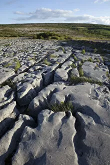 Images Dated 16th August 2010: Republic of Ireland, County Clare, The Burren