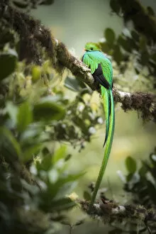 Feathers Gallery: Resplendent Quetzal (Pharomachrus mocinno), Costa Rica