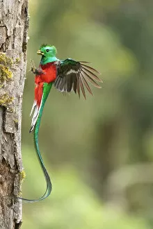 Images Dated 13th December 2022: Resplendent Quetzal (Pharomachrus mocinno),male arriving at nesting hole with food, cloud forest