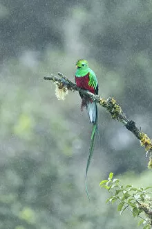 Images Dated 13th December 2022: Resplendent Quetzal (Pharomachrus mocinno), male perched in cloud forest tree in the rain
