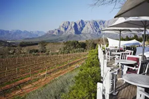 Winery Prints: Restaurant overlooking vineyards at Delaire Wine Estate, Stellenbosch, Western Cape