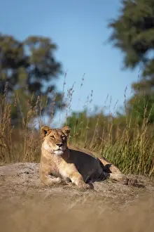 Okavango Prints: A resting lioness, Okavango Delta, Botswana