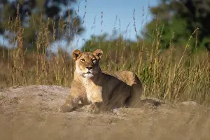 Okavango Prints: A resting lioness, Okavango Delta, Botswana