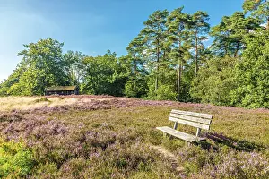 Bench Prints: Resting place in the heathland Birkenbank near the village of Egestorf
