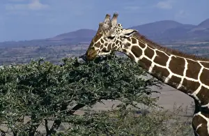 Feed Prints: Reticulated giraffe (Giraffa reticulata) feeding on an acacia bush
