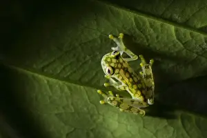 Eyes Prints: Reticulated Glass Frog (Hyalinobatrachium Valerioi) Costa Rica