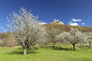Cherry Tree Prints: Reussenstein castle ruin over Neidlinger Tal Valley, Swabian Jura, Baden-Wurttemberg