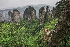 Cute Gallery: rhesus macaque cub (Macaca mulatta) over the cliffs of Yellow Stone Village