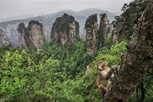 Hanging Prints: rhesus macaque cub (Macaca mulatta) over the cliffs of Yellow Stone Village