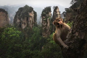 rhesus macaque (Macaca mulatta) over the cliffs of Yellow Stone Village