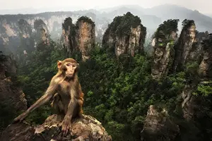 rhesus macaque (Macaca mulatta) over the cliffs of Yellow Stone Village