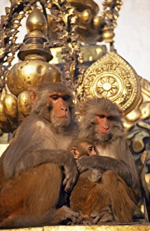 Monkey Temple Prints: Rhesus macaques at Swayambhunath Stupa