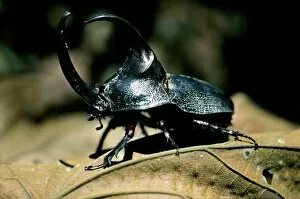 Amazon Collection: Rhinoceros beetle (megasoma elephas)