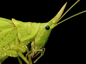 Insects Prints: Rhinoceros Katydid (Copiphora rhinoceros) near Turrialba, Costa Rica