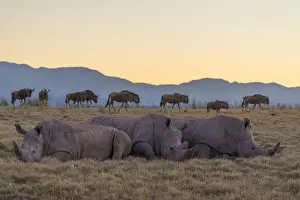 Rhino Prints: Rhinoceros and wildebeest at dawn, Botlierskop Private Game Reserve, Western Cape