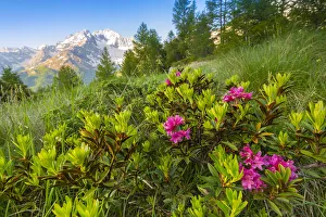 Rhododendron Prints: Rhododendron bush at Alpe dell Oro, Valmalenco, Valtellina, province of Sondrio, Lombardy