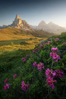 Violet Prints: Rhododendron around the Giau Pass with the Ra Gusela and Tofane in the background