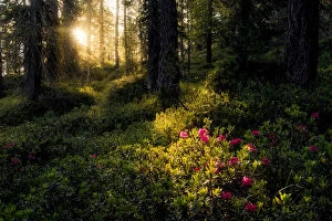 Rhododendron taking the first lights of the day in the forests of the Dolomites, Italy