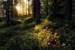 Rhododendron taking the first lights of the day in the forests of the Dolomites, Italy Rhododendron taking the first lights of the day in the forests of the Dolomites, Italy