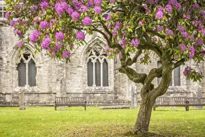 Pink Gallery: Rhododendron tree in front of Dunkeld Cathedral, Perth and Kinross, Scotland