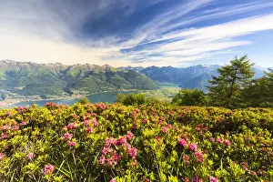 Rhododendron Prints: Rhododendrons in bloom with Lake Como and Alto Lario in the background, Monte Legnoncino