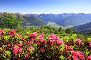 Valchiavenna Prints: Rhododendrons in bloom on Monte Legnoncino with Valchiavenna on background