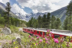 Lifestyles Prints: Rhododendrons frame the Bernina Express train, Morteratsch, Engadine