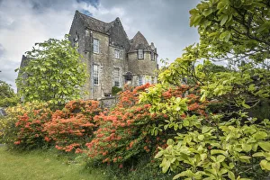 Aryll And Bute Prints: Rhododendrons in the park of Ardkinglas Woodland House, Cairndow, Aryll and Bute