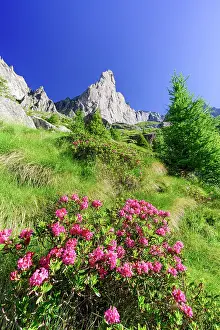 Wildflower Prints: Rhododendrons surrounding Picco Luigi Amedeo
