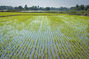 Growth Prints: Rice field near Bagaya monastery, Inwa (Ava), Mandalay Region, Myanmar