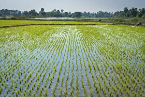 Images Dated 12th August 2020: Rice field near Bagaya monastery, Inwa (Ava), Mandalay Region, Myanmar