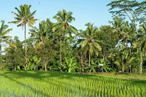 Images Dated 28th February 2023: Rice field with palm trees, Ubud, Bali, Indonesia