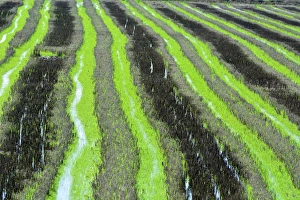 Sado River Prints: A rice field in the Sado Estuary Nature Reserve. Portugal