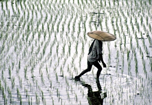 Rice fields