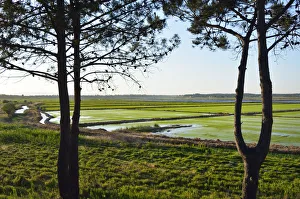 Rice fields. Comporta, Alentejo, Portugal