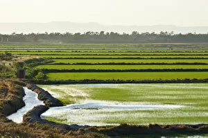 Images Dated 3rd September 2015: Rice fields. Comporta, Alentejo, Portugal