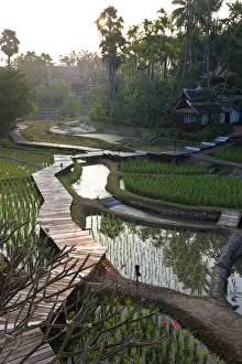 Images Dated 8th December 2010: Rice paddies nr Chiang Mai, Thailand