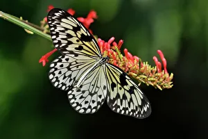 Busy Prints: Rice paper/Large tree nymph (Idea leuconoe)