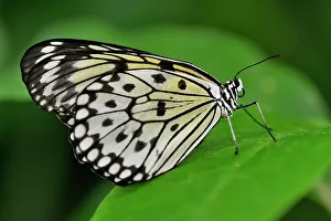 Busy Prints: Rice paper/Large tree nymph (Idea leuconoe)