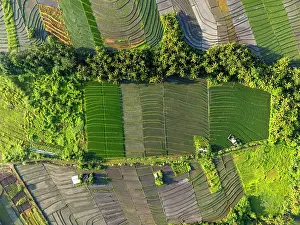 Straight Down Prints: Rice Tarraces near Tanah Lot, Bali, Indonesia