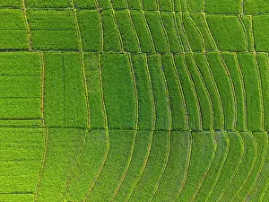 Rice Fields Prints: Rice Tarraces near Tanah Lot, Bali, Indonesia