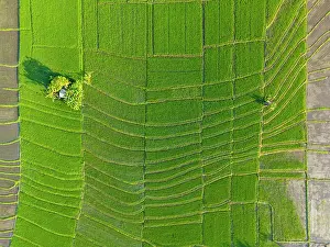 Rice Fields Prints: Rice Tarraces near Tanah Lot, Bali, Indonesia