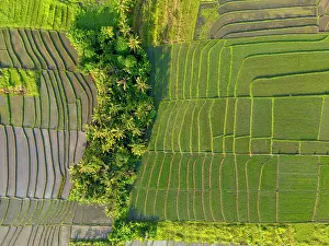 Rice Fields Prints: Rice Tarraces near Tanah Lot, Bali, Indonesia
