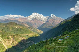 Himalayan Prints: Rice Terraces with Annapurna South (7, 219m), Landruk, Nepal, Asia